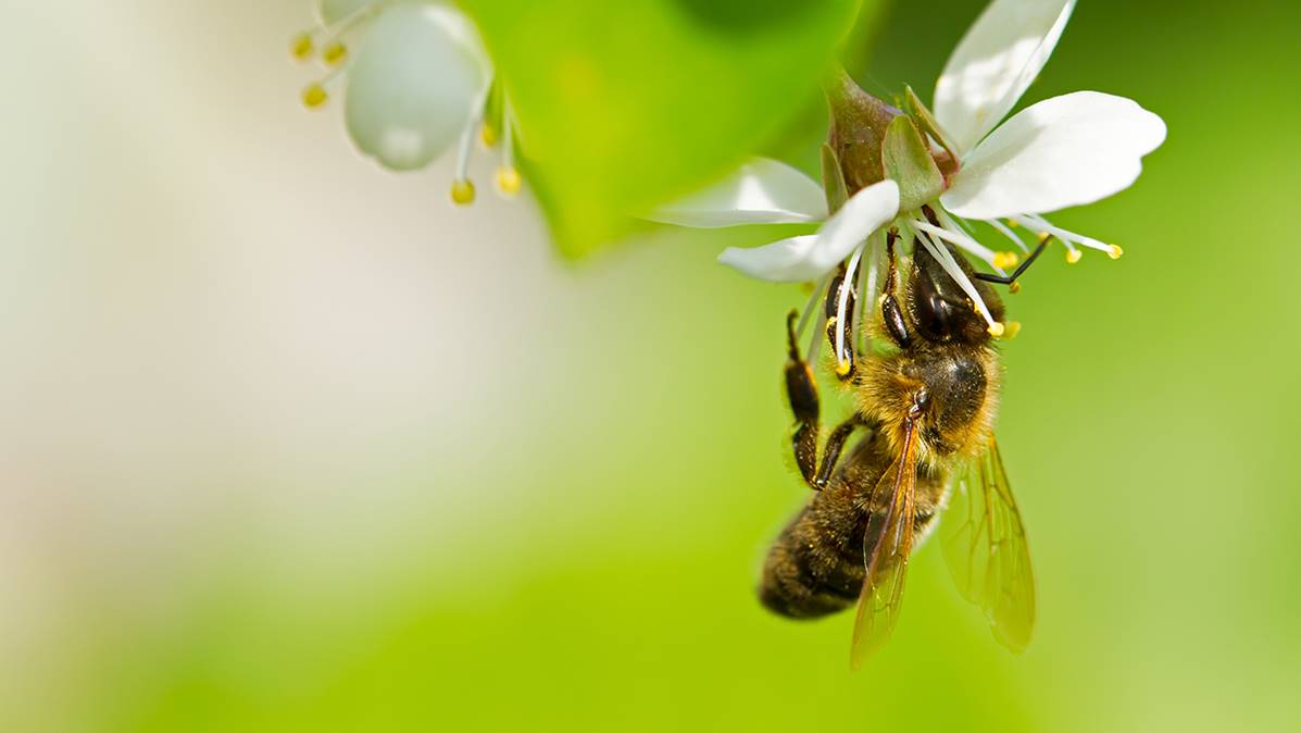 Tell the EPA: Ban the use of neonic-coated seeds at ethanol plants